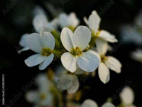 White herbaceous flowers. White flowers. White flowers on a dark background. 