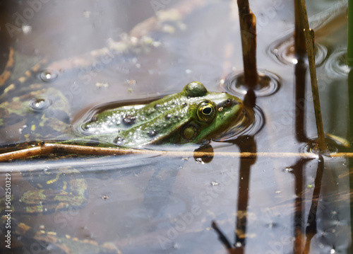 A Pool Frog (Rana lessone) in the Water, Ziegeleipark Heilbronn, Germany, Europe . photo