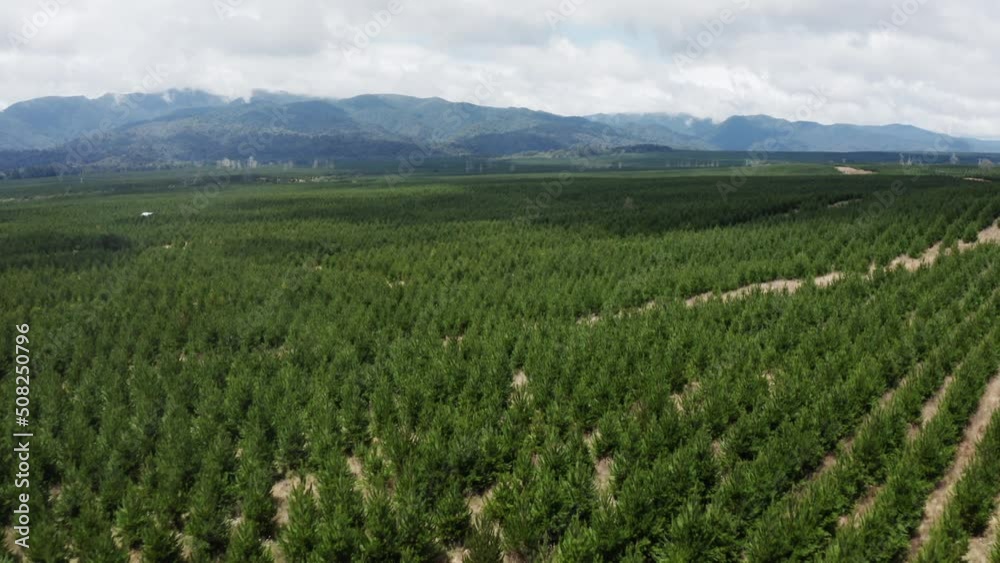 Forestry area with pine trees, natural resource for humans, aerial Forestry area with pine trees, natural resource for humans, aerial