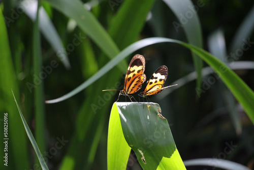 Casal de borboletas amarela e laranja no capim photo