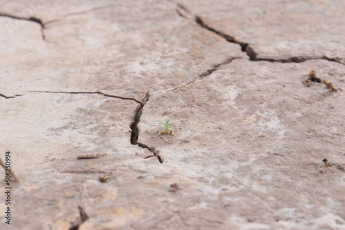 Top view of the dried up cracked soil. Drought, crop failure, global warming, climate change concept. Abstract texture background © Riski