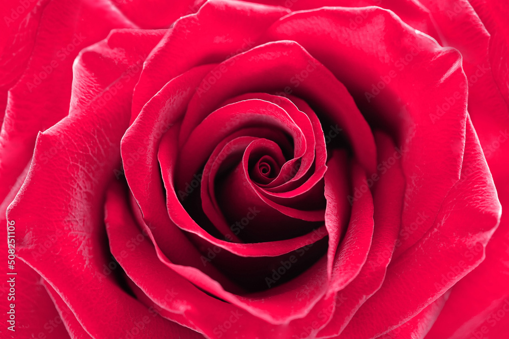 Close up red rose flower. Abstract background. Macro. Selective focus. Soft focus. Close up red rose flower. Abstract background. Macro. Selective focus. Soft focus.