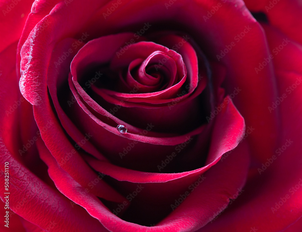 Naklejka premium A red rose with dew drops on the petals. Close-up. Macro. 