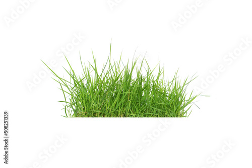 Isolated green grass on a white background