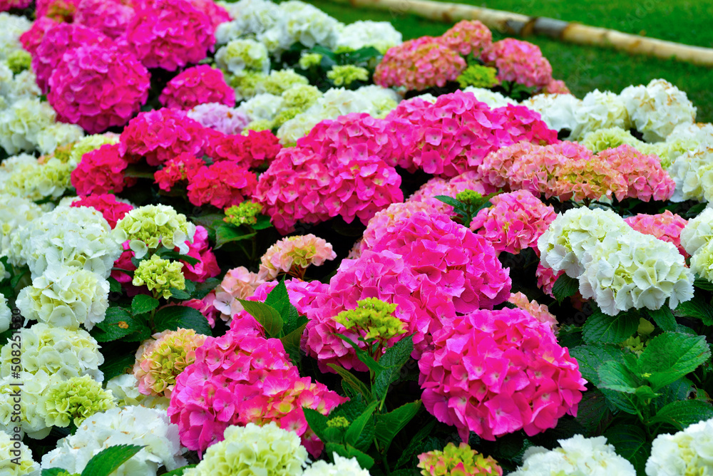 Euroflora is an exhibition of the flower and the ornamental plant is one of the main floral exhibitions taking place in the Mediterranean Euroflora is an exhibition of the flower and the ornamental plant is one of the main floral exhibitions taking place in the Mediterranean