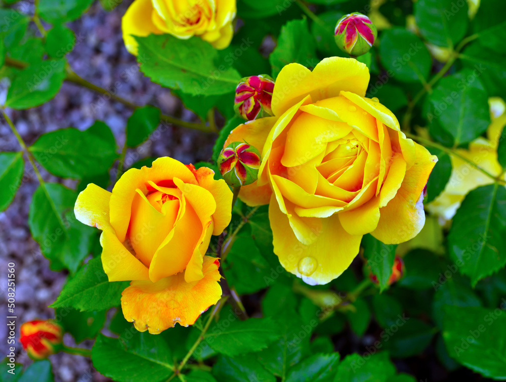 Euroflora rose in the botanical park of nervi genoa italy Euroflora rose in the botanical park of nervi genoa italy
