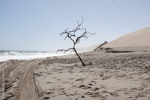 Baum zwischen Meer und Düne
