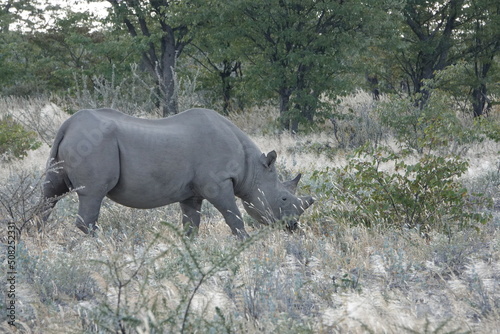 Nashorn in der WIldnis