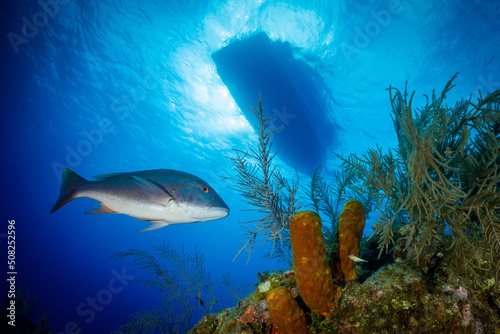An underwater scene where a mutton snapper fish swims over a tropical Caribbean coral reef with sponge in deep blue water beneath the surface where a silhouette of a boat floats above © drew