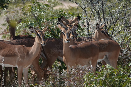 Impala Herde
