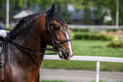 Fototapeta Naklejka Na Ścianę i Meble -  races on beautiful sports horses at the hippodrome on a summer sunny day