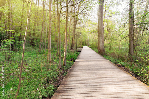 Boardwalk in spring forest