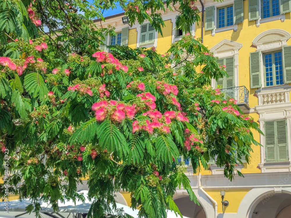 Arbre à soie en fleur sur la place Garibaldi à Nice sur la Côte d'Azur