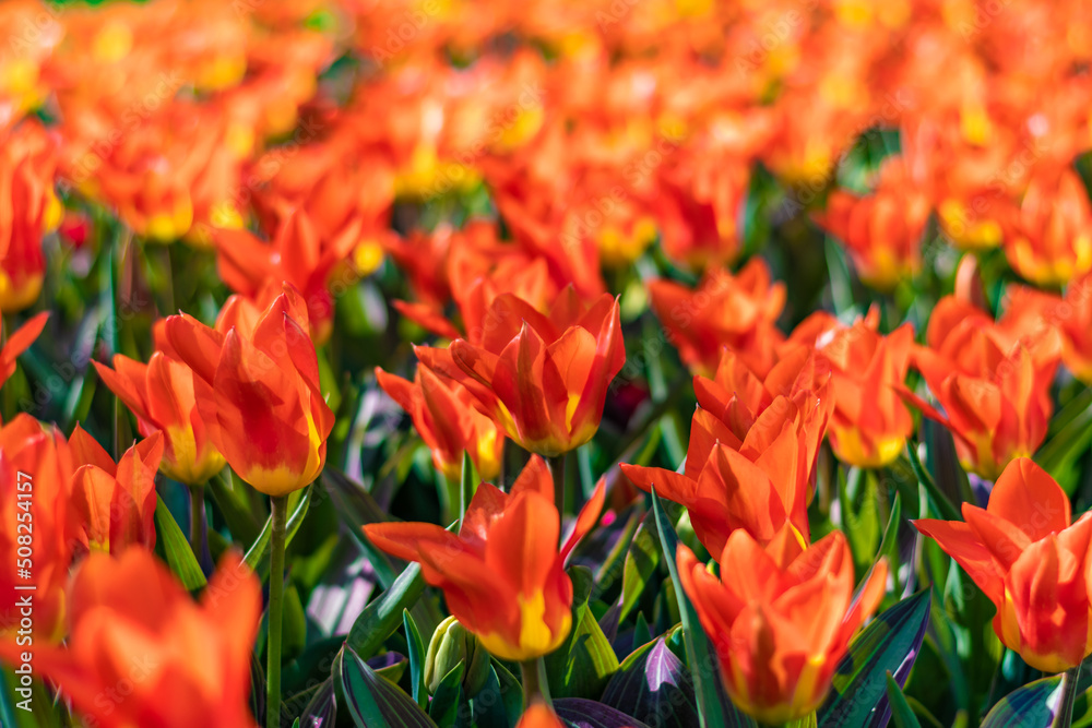 Closeup view of beautiful tulip field in bloom. Tulip flower of multiple colors - pink, yellow, violet, red, orange. Tulips are typical flower in Netherlands. Closeup view of beautiful tulip field in bloom. Tulip flower of multiple colors - pink, yellow, violet, red, orange. Tulips are typical flower in Netherlands.