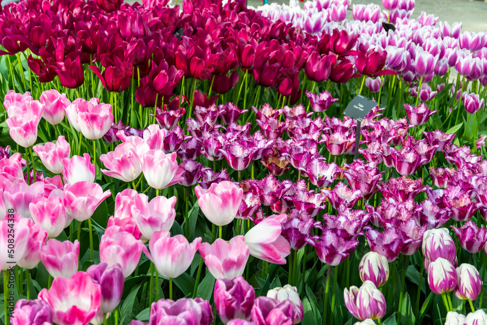 Closeup view of beautiful tulip field in bloom. Tulip flower of multiple colors - pink, yellow, violet, red, orange. Tulips are typical flower in Netherlands.
