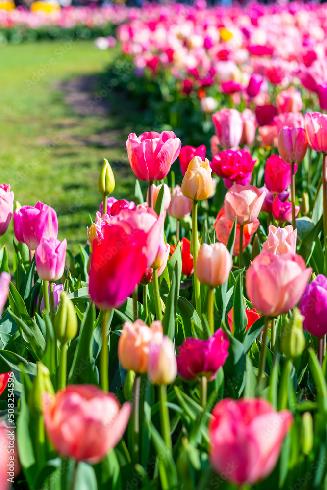 View of pink and violet tulip field at Netherlands. Beautiful flower in bloom, soft color and bokeh background.