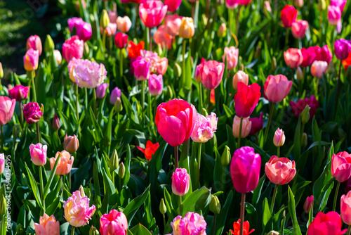 View of pink and violet tulip field at Netherlands. Beautiful flower in bloom  soft color and bokeh background.