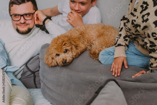 close-up portrait of a pet ginger poodle dog lying on a sofa, surrounded by family, its owners