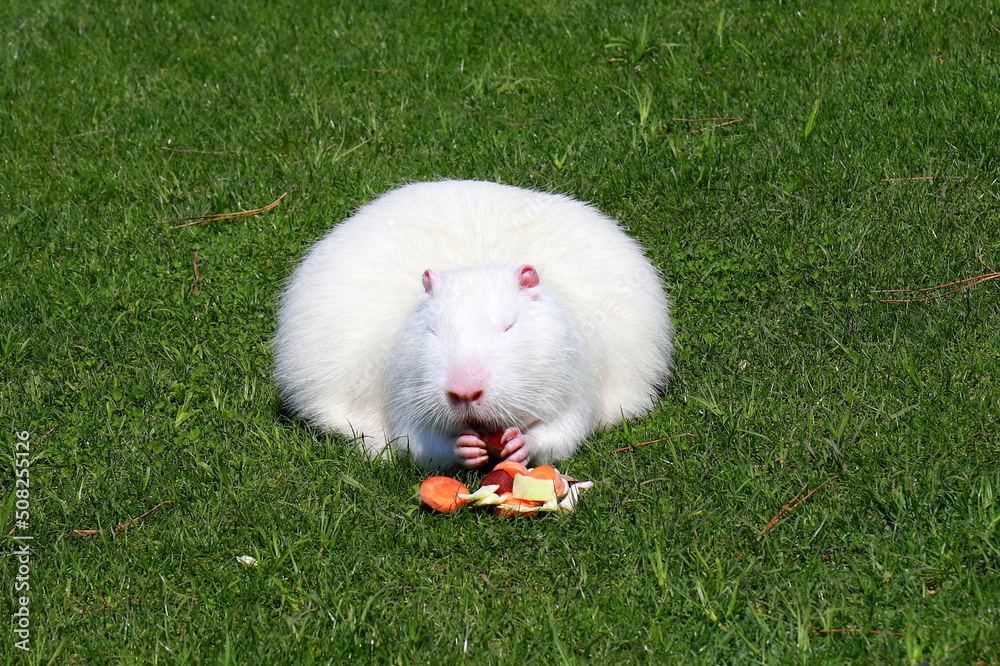 White nutria otter, swamp beaver eats on grass. Large water rat, muskrat with long fur sits in park. Zoo animals, farm, White nutria otter, swamp beaver eats on grass. Large water rat, muskrat with long fur sits in park. Zoo animals, farm,