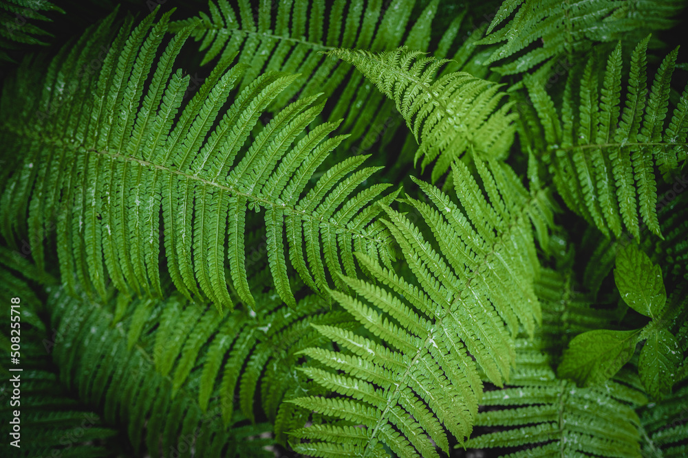 Background of fern leaves after rain. High quality photo