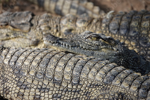 Entspanntes Krokodil