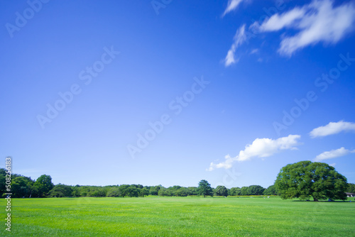 Fotografiet 青空と緑の草原