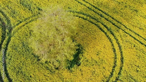 LindenTree in the Rape Field With Blooming Canola, During Spring, Aerial View Agriculture Landscape Many Fields of Yellow Rapeseed. photo