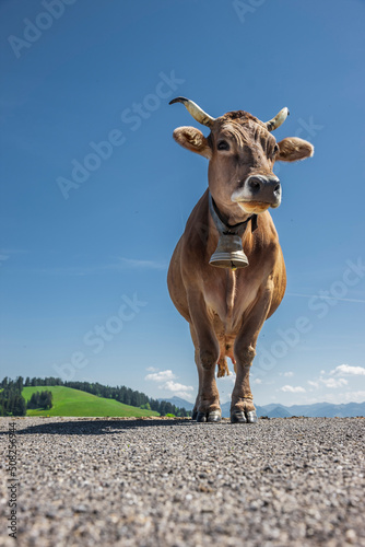 Milchkuh in den Östrreichischen Alpen