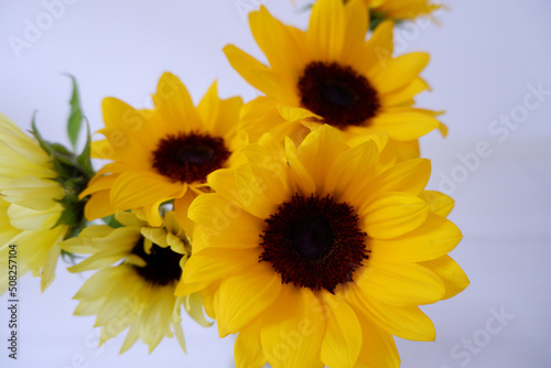 Vivid yellow color sunflowers on white background. Bright sunflowers. Summer floral background.