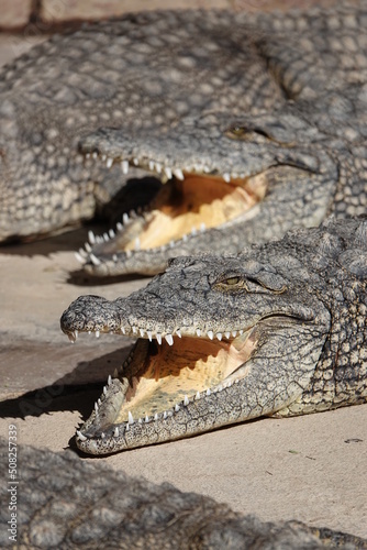 Zwei Krokodile mit offenem Maul