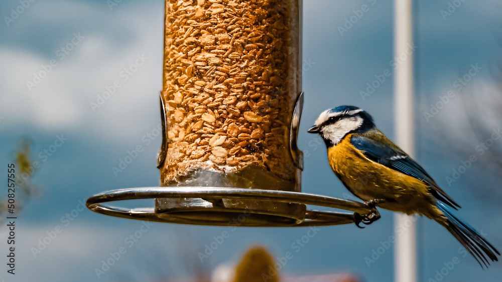 Naklejka premium Eurasian blue tit, Cyanistes caeruleus, at a bird feeder