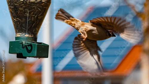 Eurasian tree sparrow, Passer montanus, in flight next to a bird feeder photo