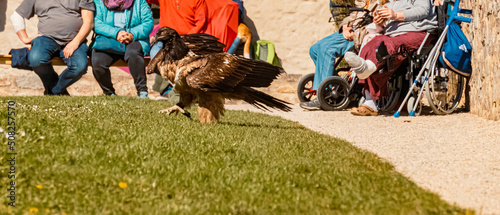 Young Gypaetus barbatus, Bearded vulture, walking on the ground