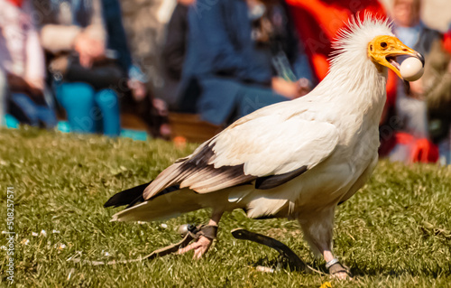 Neophron percnopterus  Egyptian vulture  carrying an egg in its beak