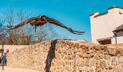 Young Gypaetus barbatus  Bearded vulture  in low flight casting a shadow on the ground