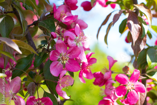 A small blooming apple tree with pink flowers and burgundy leaves. Red Kuldzhinka or Nedzvetsky 's apple tree photo