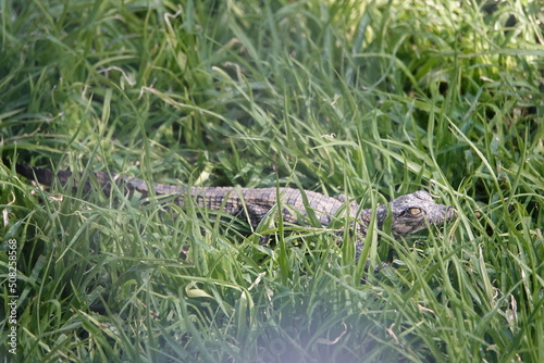 Kleines Krokodil im Gras
