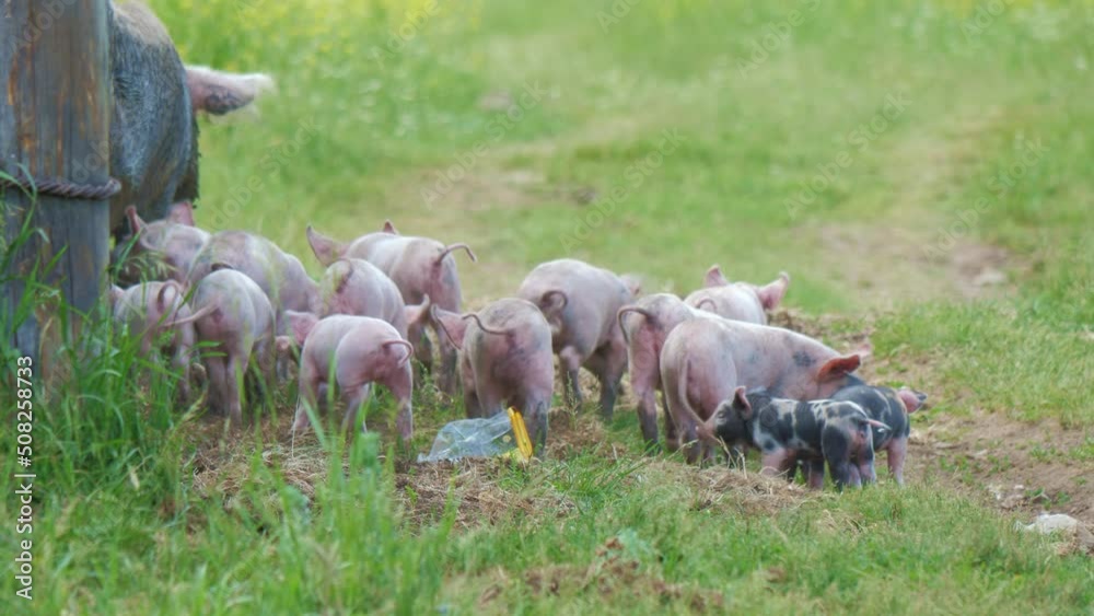 Piglets run after pig, breeding sow, sniff grass, ground on meadow. Family of livestock walking near pigsty in countryside. Cute newborn farm animals. Agriculture, farming, piggery Piglets run after pig, breeding sow, sniff grass, ground on meadow. Family of livestock walking near pigsty in countryside. Cute newborn farm animals. Agriculture, farming, piggery