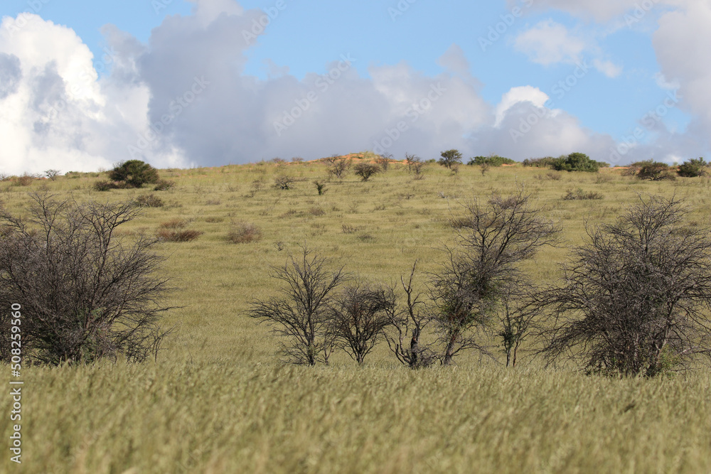 The 'green Kalahari,' a rare sight, after all the rain