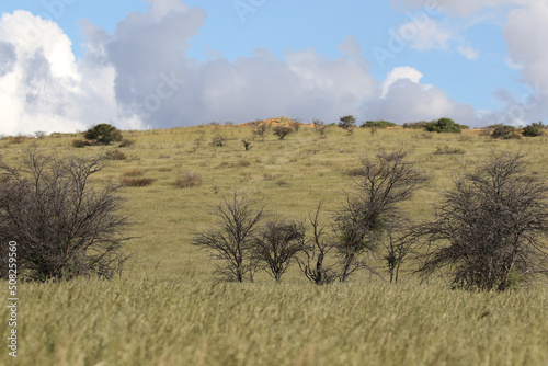 The  green Kalahari   a rare sight  after all the rain