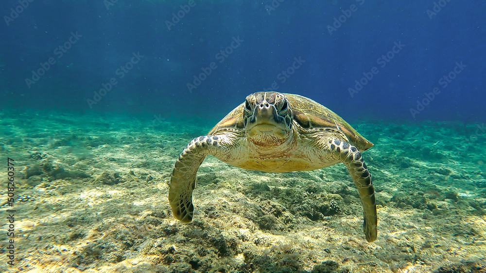 Obraz premium Hawksbill turtle in blue tropical water.