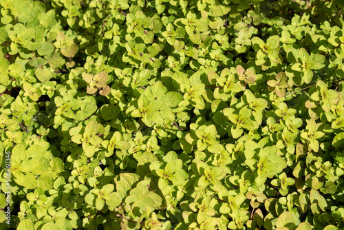 oregano plant background in sunny day
