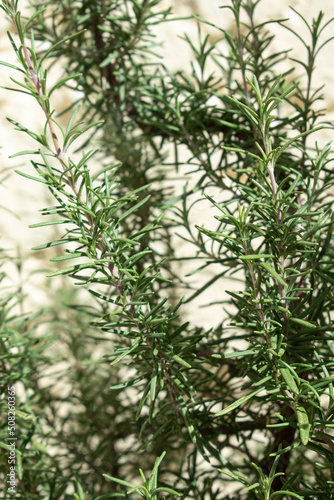 close up of rosemary plant