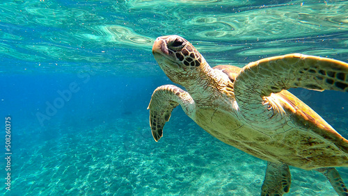 Hawksbill turtle in blue tropical water.