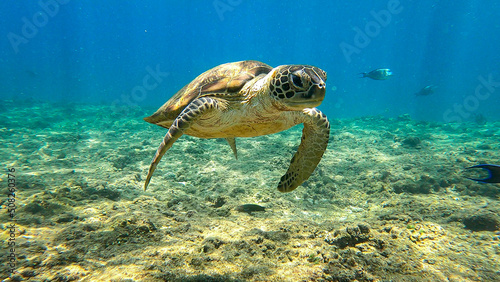Hawksbill turtle in blue tropical water.