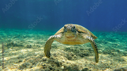 Hawksbill turtle in blue tropical water.