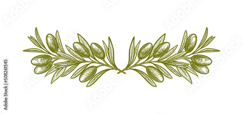 olive branches. Vector illustrations of branches with fruits and leaves for creating logos, patterns, greeting cards, wedding invitations