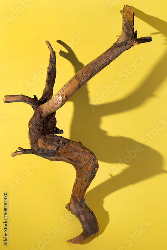 Dry branch of an unusually shaped tree on a yellow background in hard light.