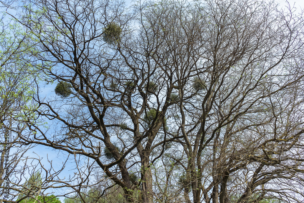 parasitic plants mistletoes in tree branches parasitic plants mistletoes in tree branches