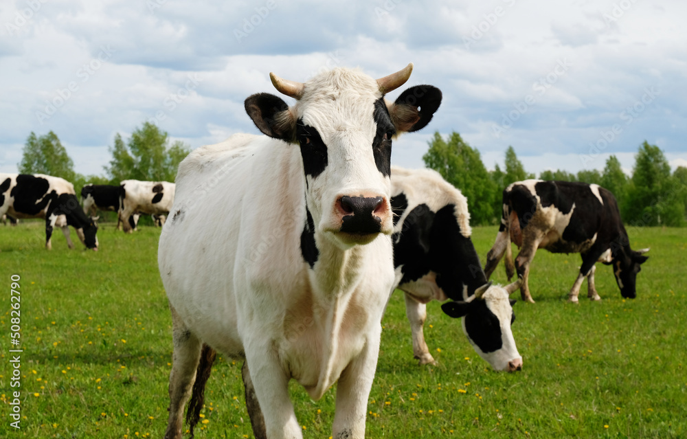 A white cow with black spots in the foreground against the background of the rest herd. Grazes on a summer juicy meadow A white cow with black spots in the foreground against the background of the rest herd. Grazes on a summer juicy meadow